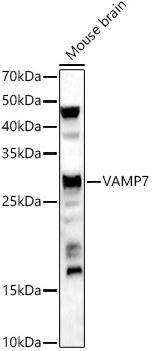 VAMP-7 Antibody - Azide and BSA Free