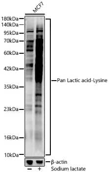 Lactyl-Lysine Antibody - Azide and BSA Free