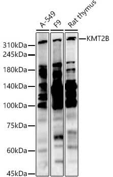 KMT2B Antibody