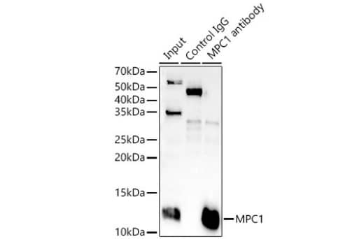 BRP44L Antibody - Azide and BSA Free