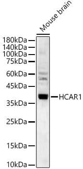 GPR81 Antibody