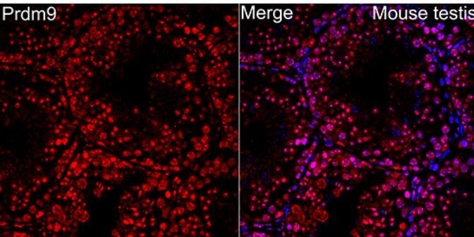 PRDM9 Antibody - Azide and BSA Free