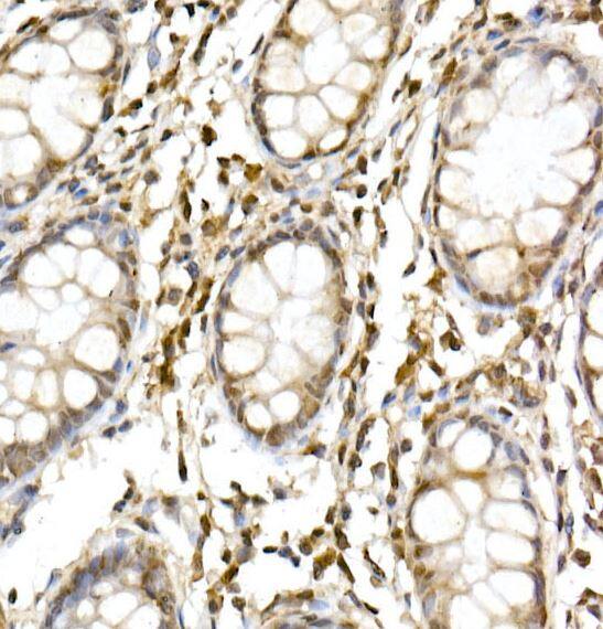 Cullin 1 Antibody