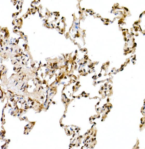 Cullin 1 Antibody