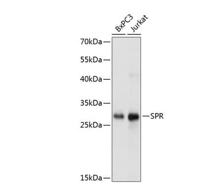 SPR Antibody - BSA Free