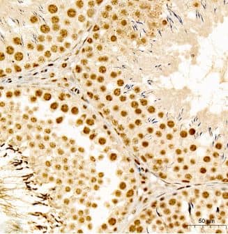 Smad2 [p Ser467] Antibody - Azide and BSA Free