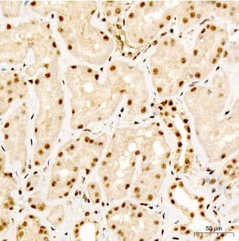 Smad2 [p Ser467] Antibody - Azide and BSA Free