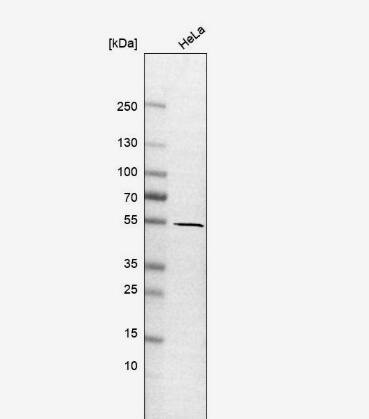 GliS2 Antibody - BSA Free