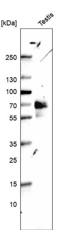 ILDR2 Antibody - BSA Free
