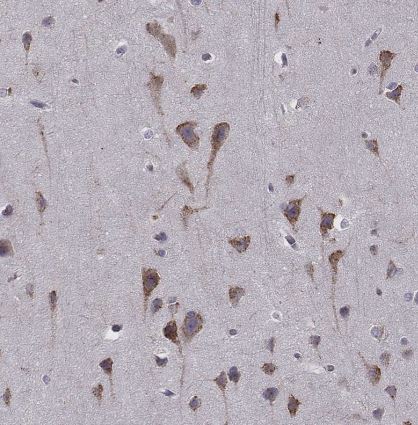 SELI Antibody