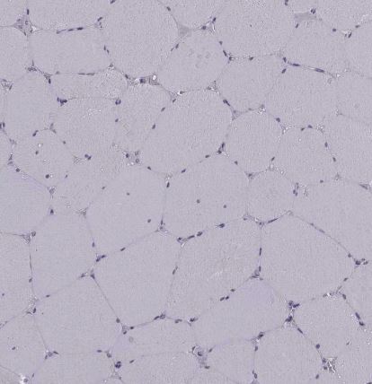 SELI Antibody