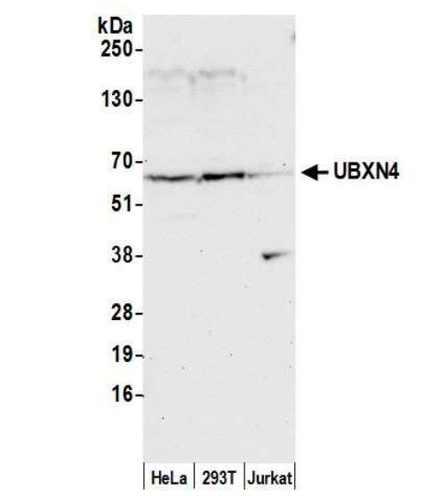 UBXD2 Antibody