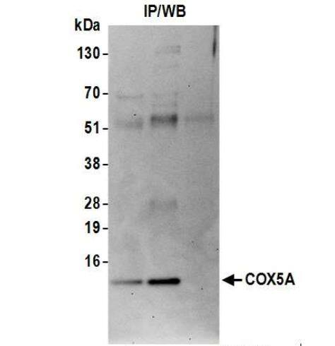 COX5A Antibody