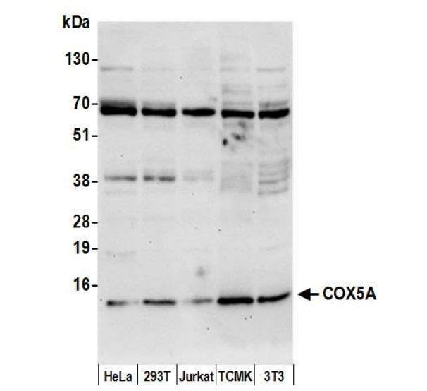 COX5A Antibody