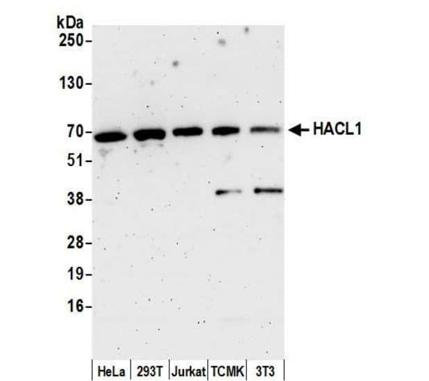 HPCL Antibody