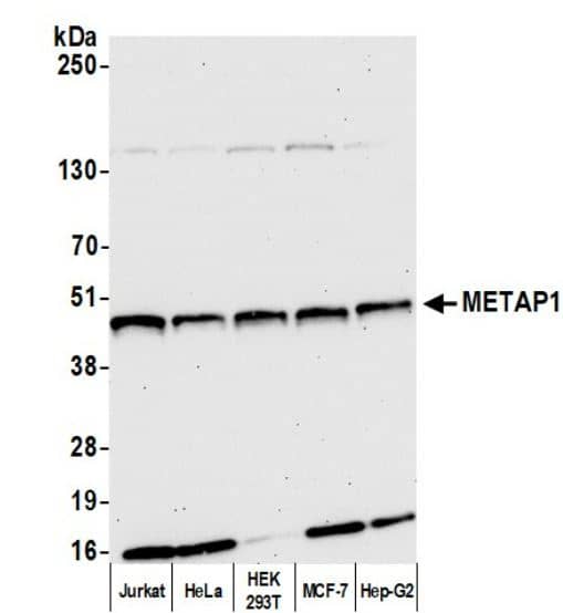 Methionine Aminopeptidase 1/METAP1 Antibody