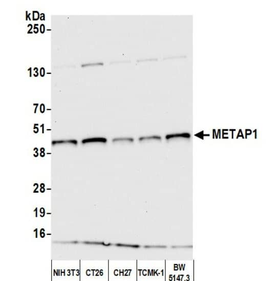 Methionine Aminopeptidase 1/METAP1 Antibody