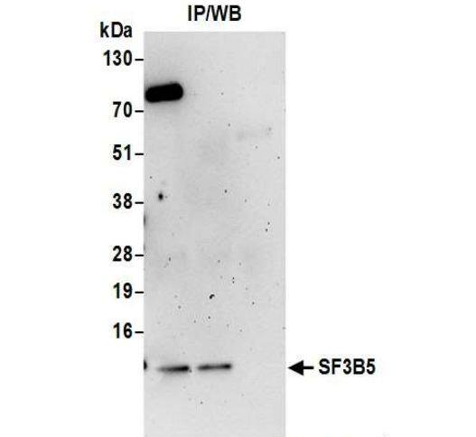 SF3B5 Antibody