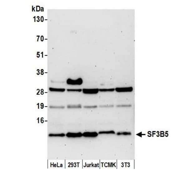 SF3B5 Antibody