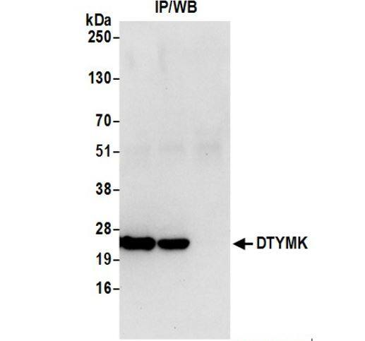 DTYMK Antibody