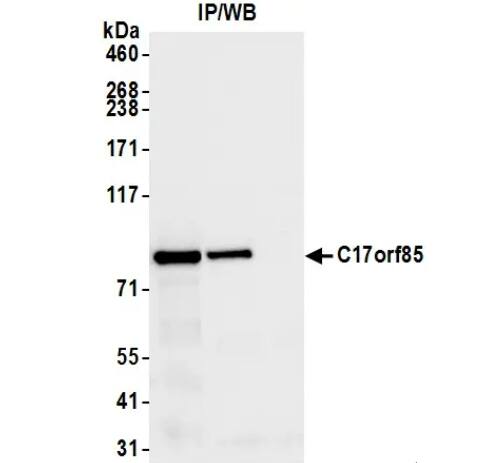 NCBP3 Antibody - BSA Free