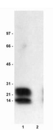 Phospholamban [p Ser16] Antibody