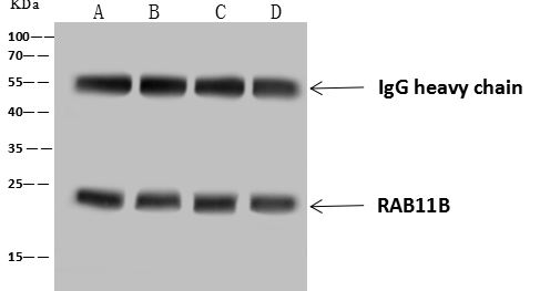 RAB11B Antibody