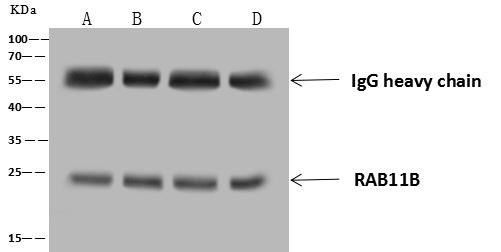 RAB11B Antibody