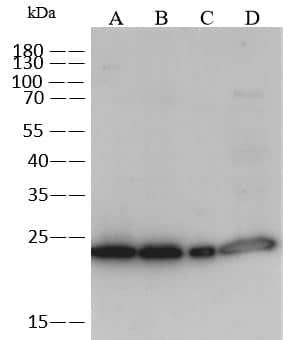 RAB11B Antibody