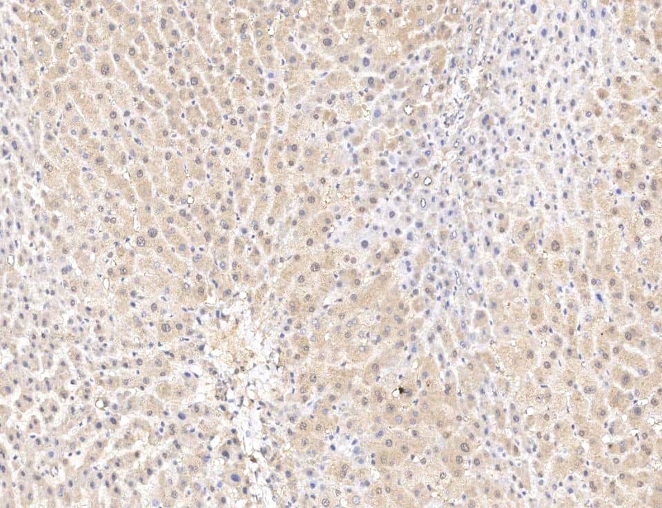 RNF25 Antibody