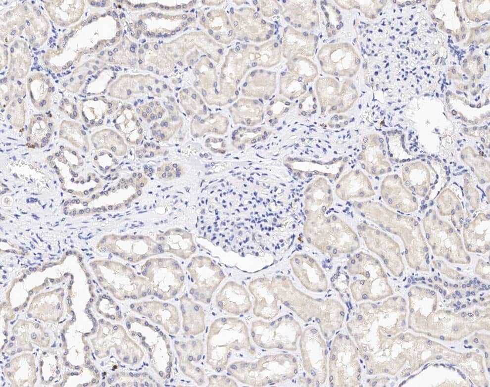 GPN3 Antibody