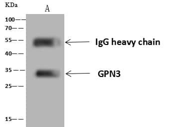 GPN3 Antibody