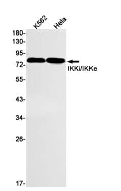 Src [p Tyr419] Antibody (S01-6H3)