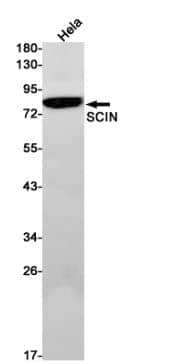 RRAS Antibody (S06-7A2)