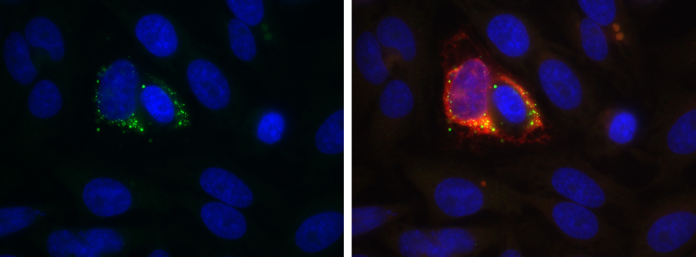 dsRNA Antibody (1D3) - Chimeric - Azide and BSA Free