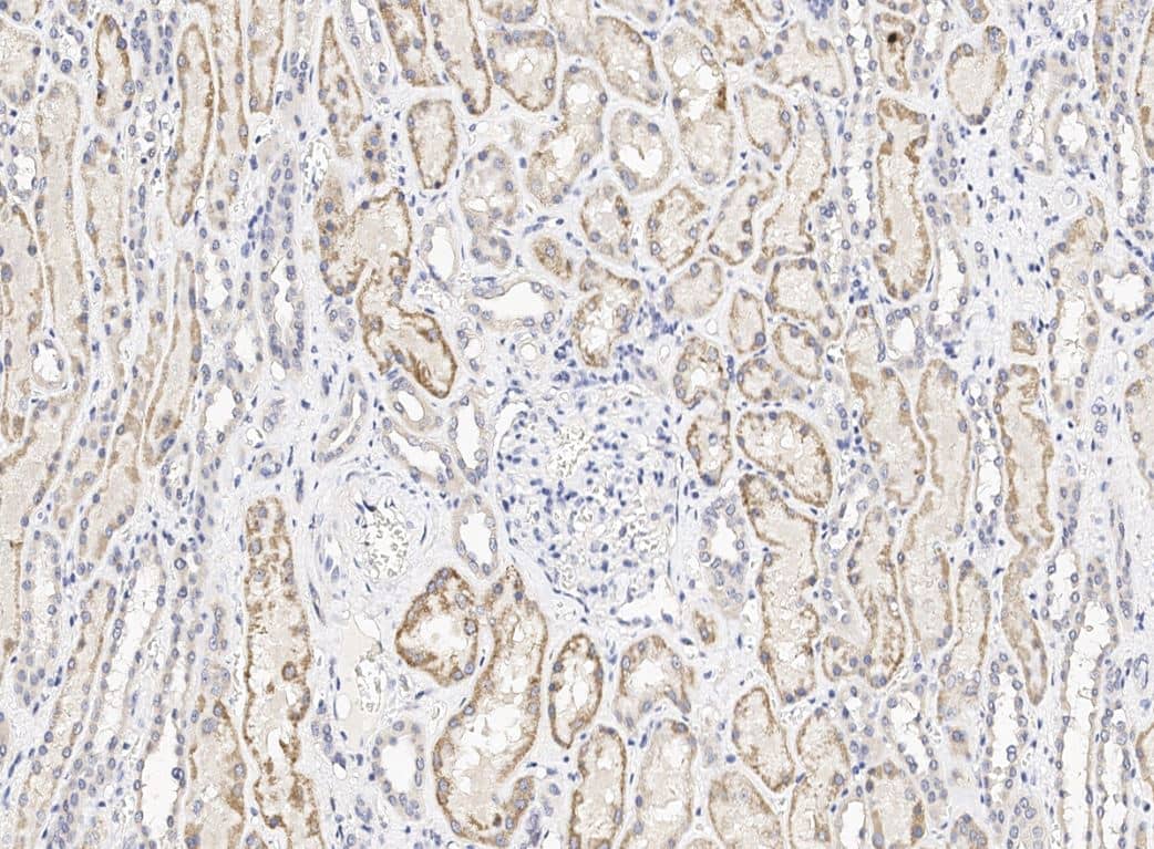 GIMAP6 Antibody - Azide and BSA Free