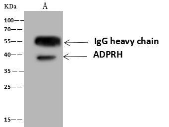 ADP-ribosylarginine hydrolase Antibody - Azide and BSA Free