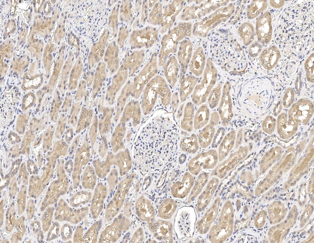 SNX3 Antibody - Azide and BSA Free