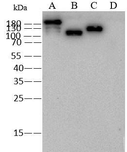 MERS-CoV Spike Protein Antibody - N-terminal