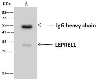 LEPREL1 Antibody