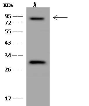 LEPREL1 Antibody