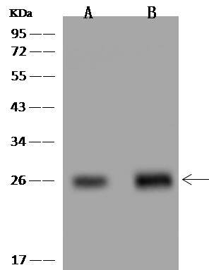 PDAP1 Antibody