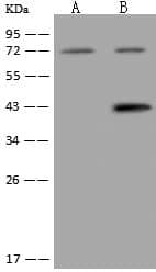 KIAA1958 Antibody