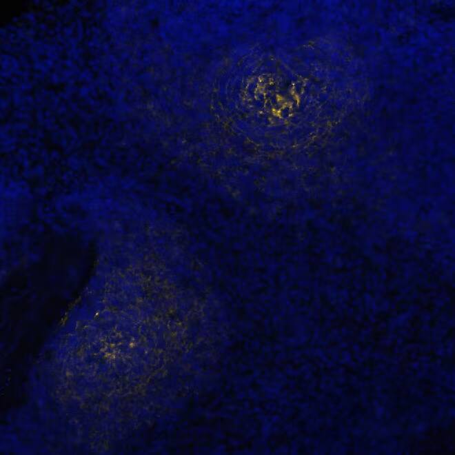 CD21 Antibody (CL14552) - BSA Free CD21 Antibody (CL14552) - BSA Free