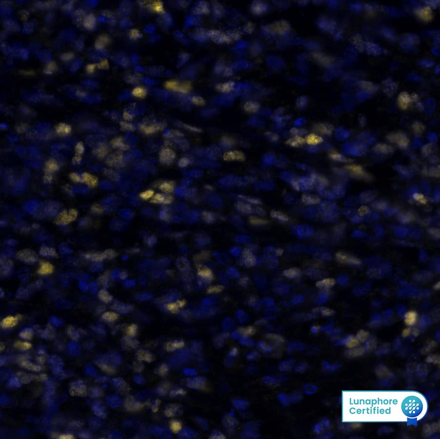 c-Myc Antibody (MYC/7854R)