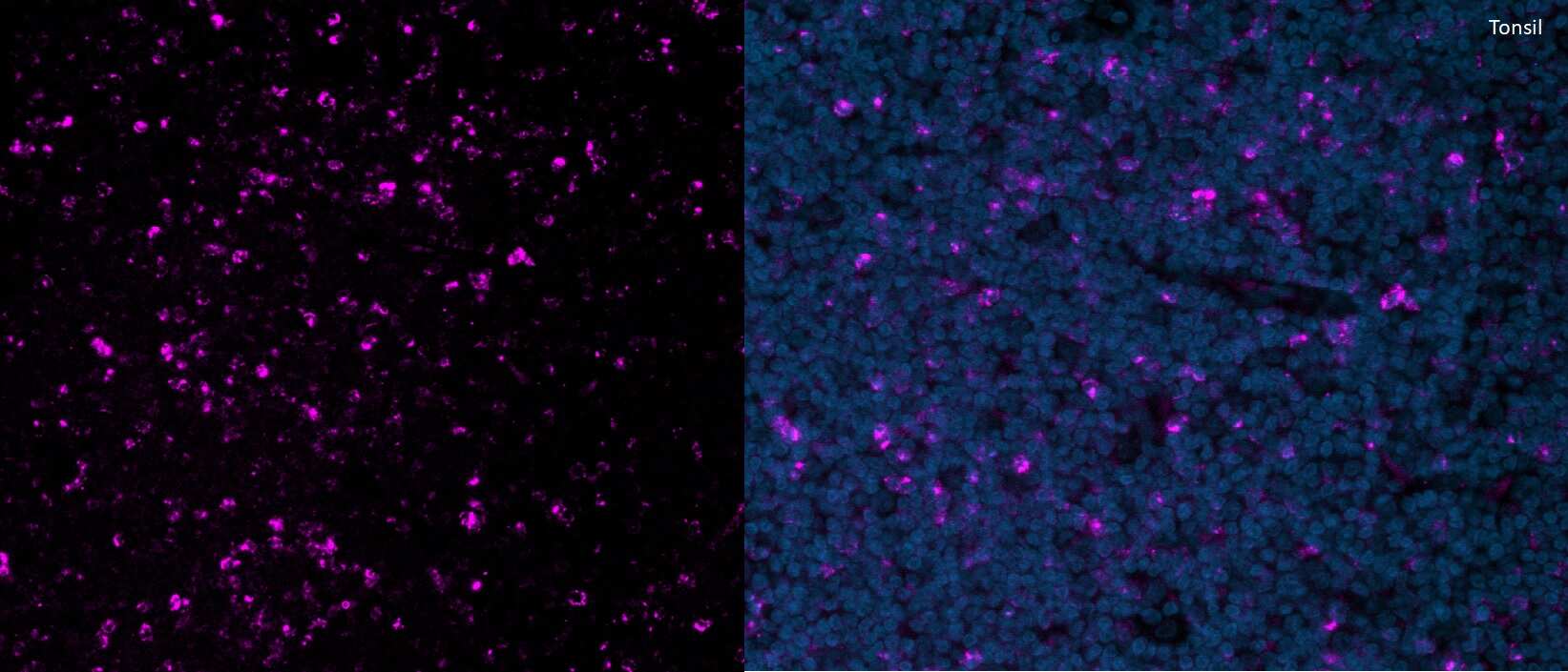 CTLA-4 Antibody (rCTLA4/7219) - Azide and BSA Free