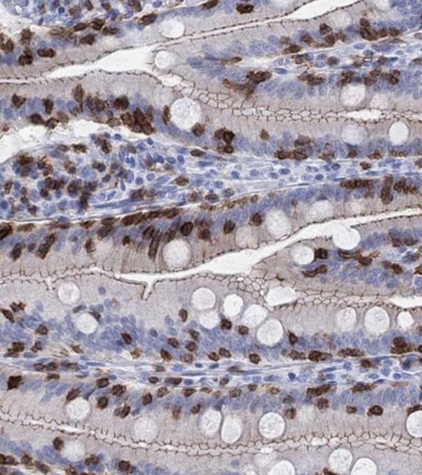 TDAG8/GPR65 Antibody - BSA Free