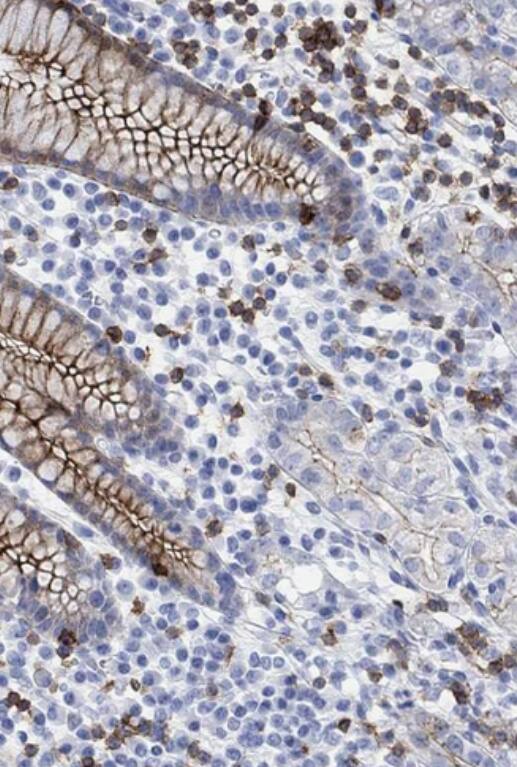 TDAG8/GPR65 Antibody - BSA Free