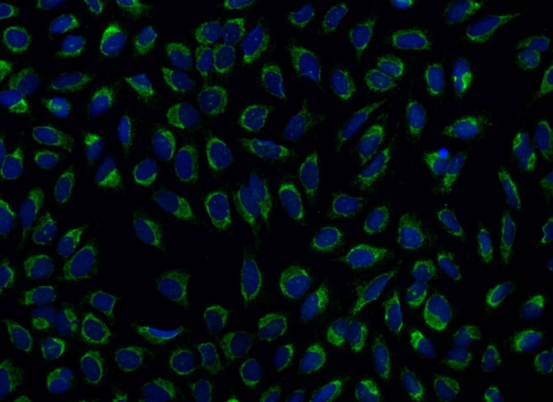 COA1 Antibody