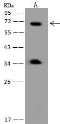 FBXL4 Antibody